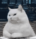 11.gif