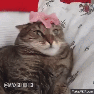 11.gif